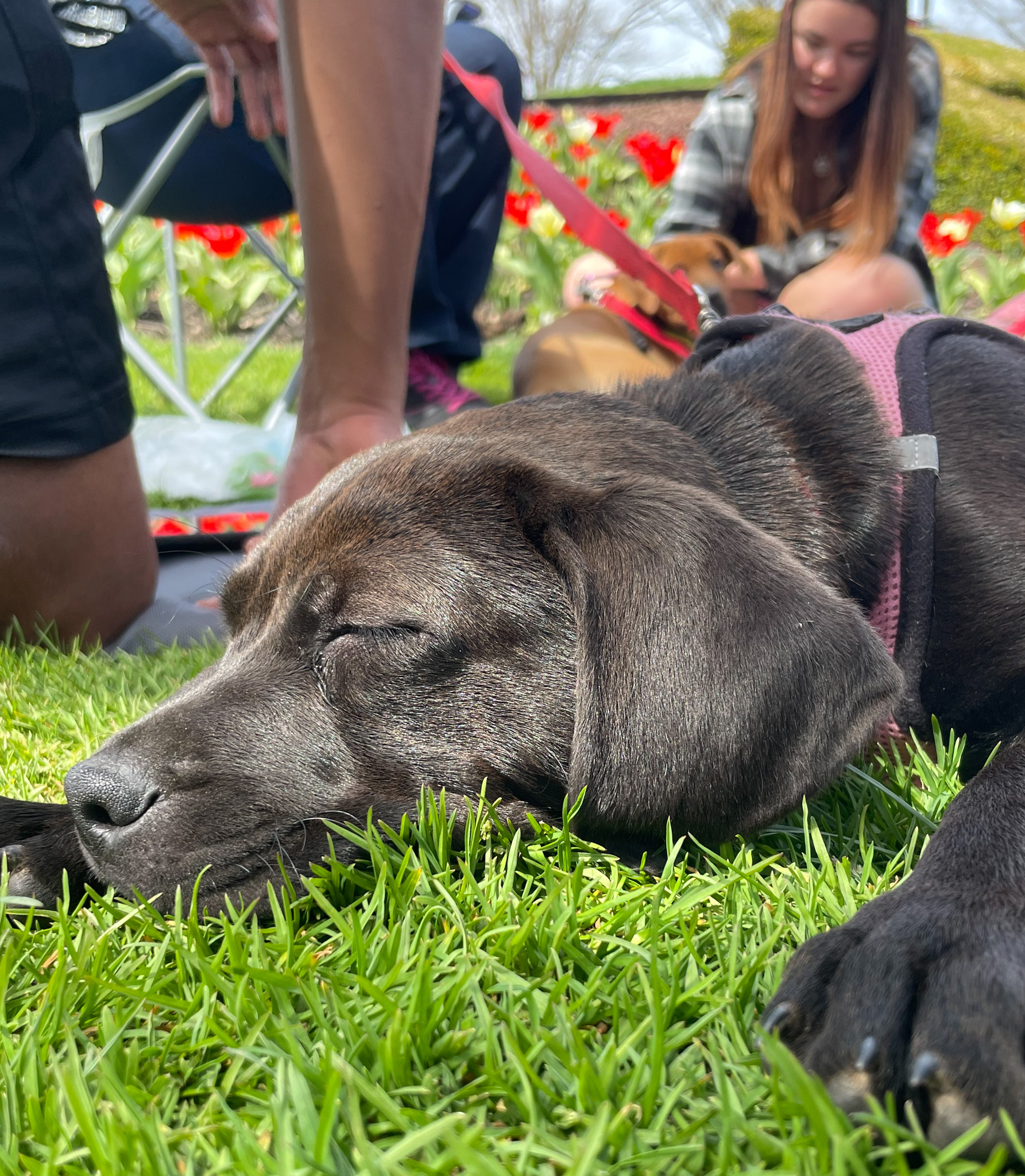 Double the dogs, double the smiles – The Rider News